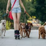 Dog Day Care vs. Dog Walker Which Is Better for Your Pup