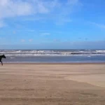 Why Horseback Vacations Offer More Than Just a Ride