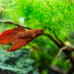 The Secret Lives of Betta Fish A Glimpse into Their Natural Habitat